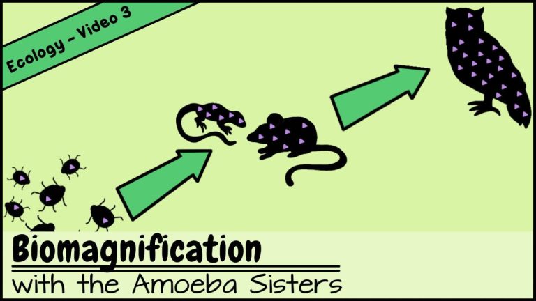 Amoeba Sisters Food Web Worksheet Answer Key