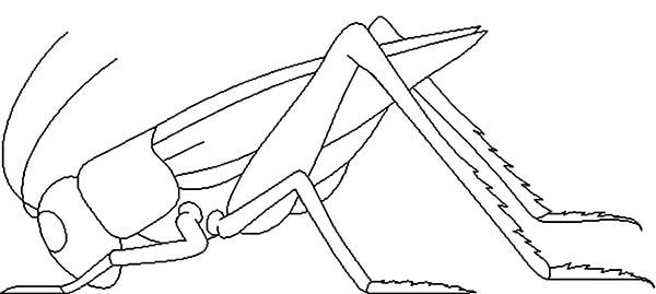 Realistic Grasshopper Coloring Page