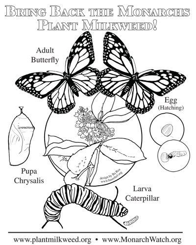 Easy Monarch Butterfly Coloring Pages