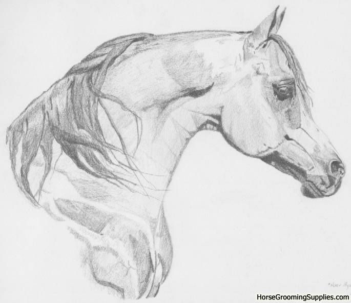 Arabian Horse Realistic Printable Horse Coloring Pages