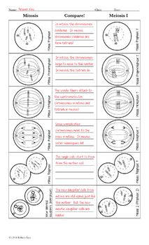 Mitosis And Meiosis Worksheet Answers Key