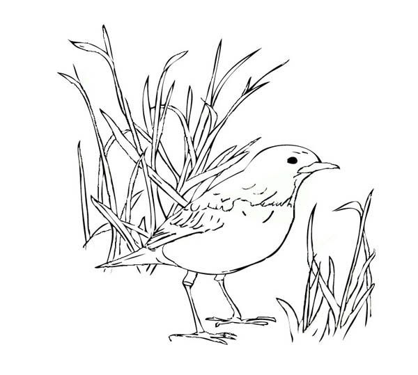 American Robin Robin Bird Coloring Pages