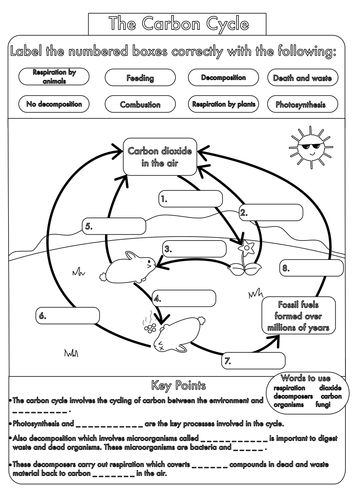 Carbon Cycle Worksheet Answers Key