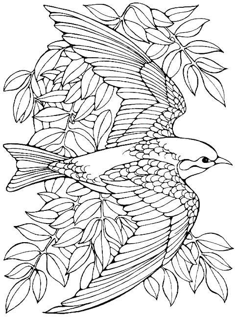 Advanced Realistic Bird Coloring Pages