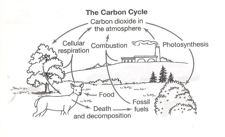 The Carbon Cycle Worksheet Answers Biology