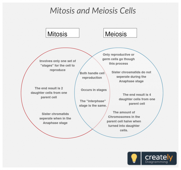 Comparison Comparing Mitosis And Meiosis Worksheet