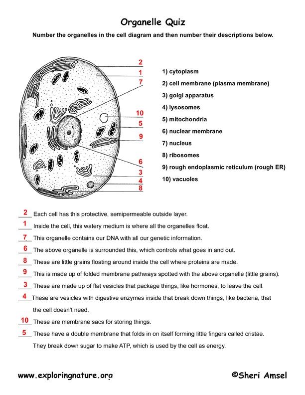 Biology Science Worksheets For Grade 7