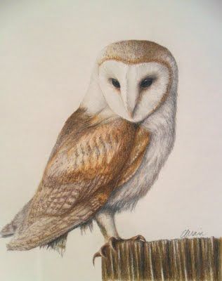 Owl Drawing Images With Colour