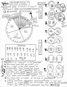 Comparing Mitosis And Meiosis Worksheet Answers Biology Roots