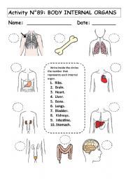 Body Organs For Kids Worksheet