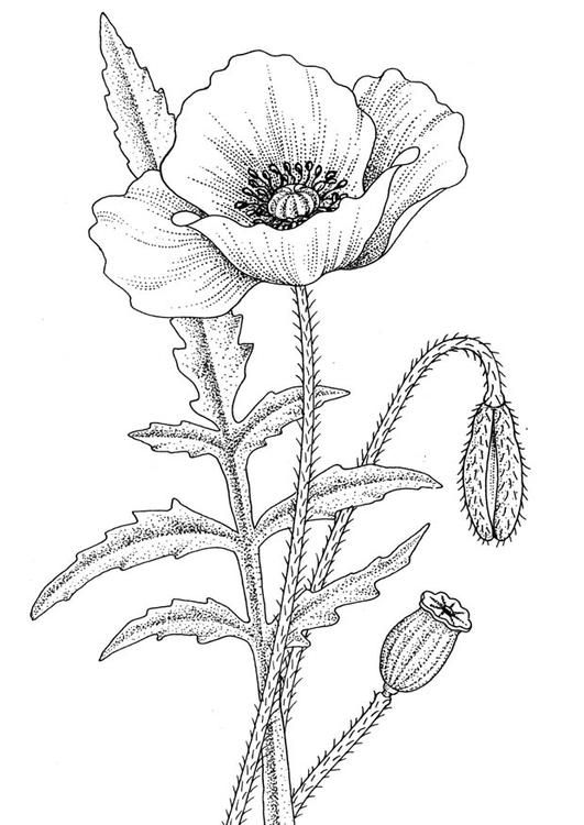Free Poppy Flower Coloring Pages