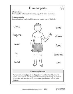Body Parts Kindergarten Worksheet Pdf