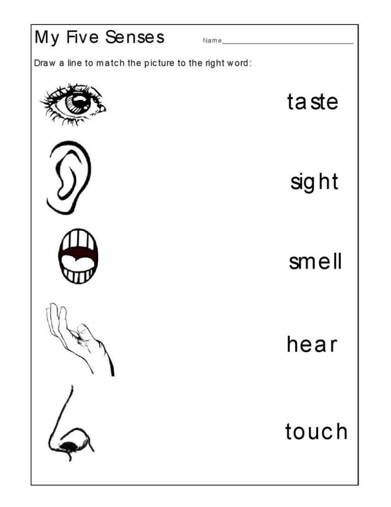 5 Senses Printable Worksheets For Preschoolers