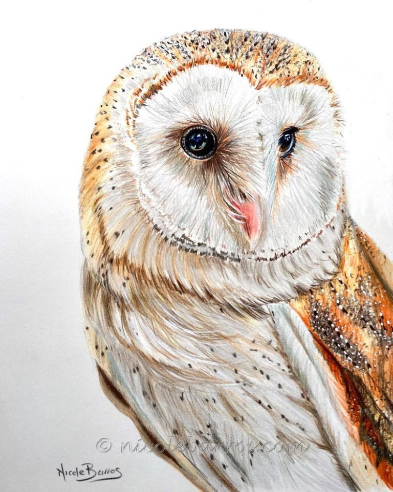 Colored Owl Drawing Colour