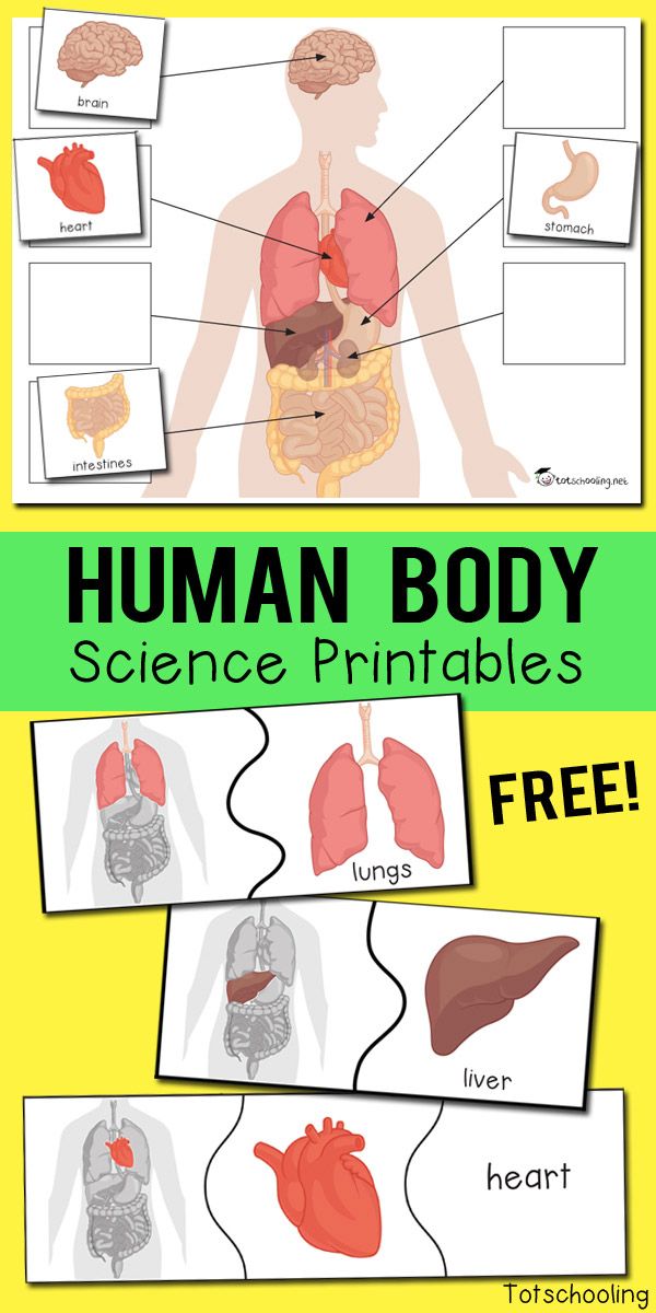 Human Body Worksheet Kids