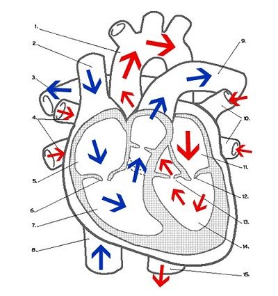 Heart Diagram Worksheet Pdf Answers