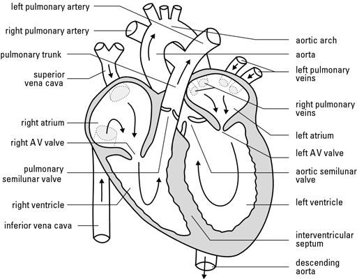 Heart Diagram Worksheet Pdf