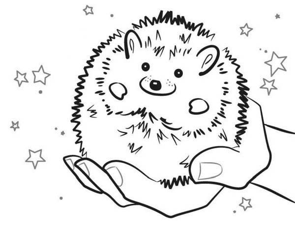 Hedgehog Coloring For Kids
