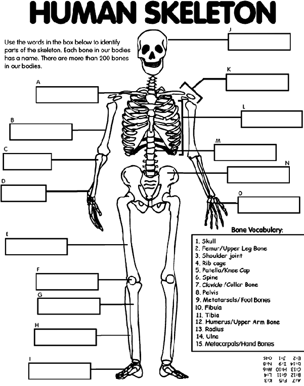 Blank Human Body Worksheet