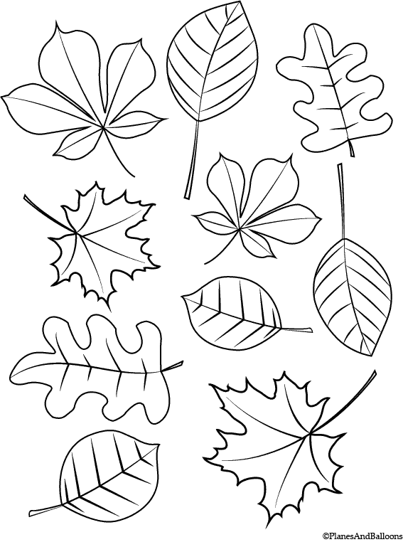 Free Coloring Pages Fall Leaves