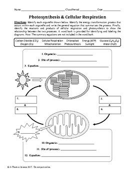 Igcse Biology Worksheets With Answers