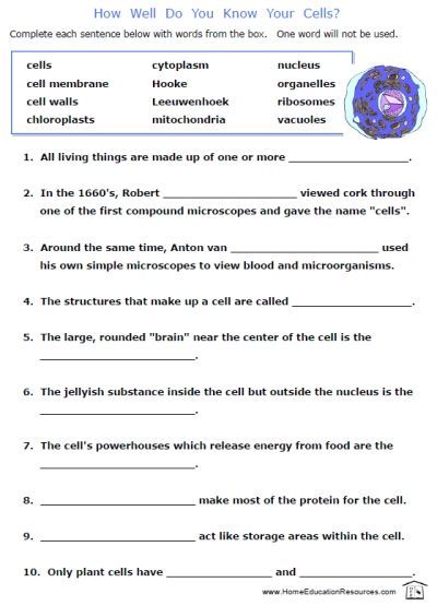 Printable 6th Grade Science Cells Worksheets Pdf