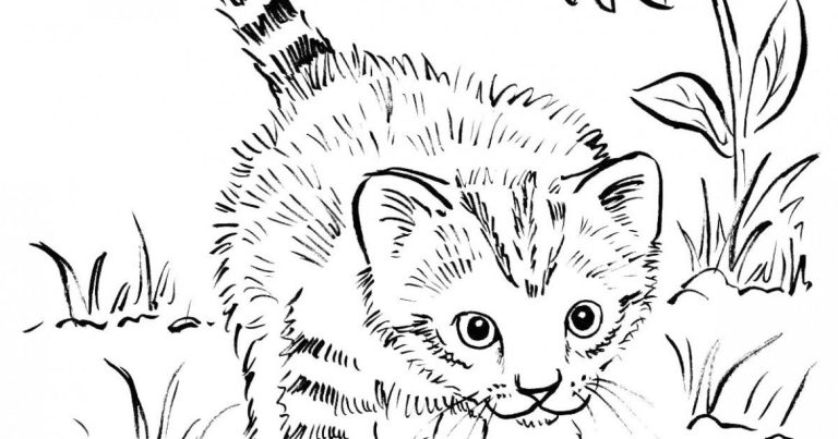 Kitten Coloring Pages Realistic