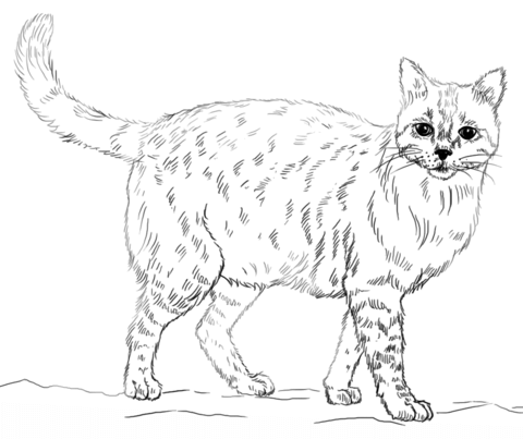Realistic House Cat Cat Coloring Pages