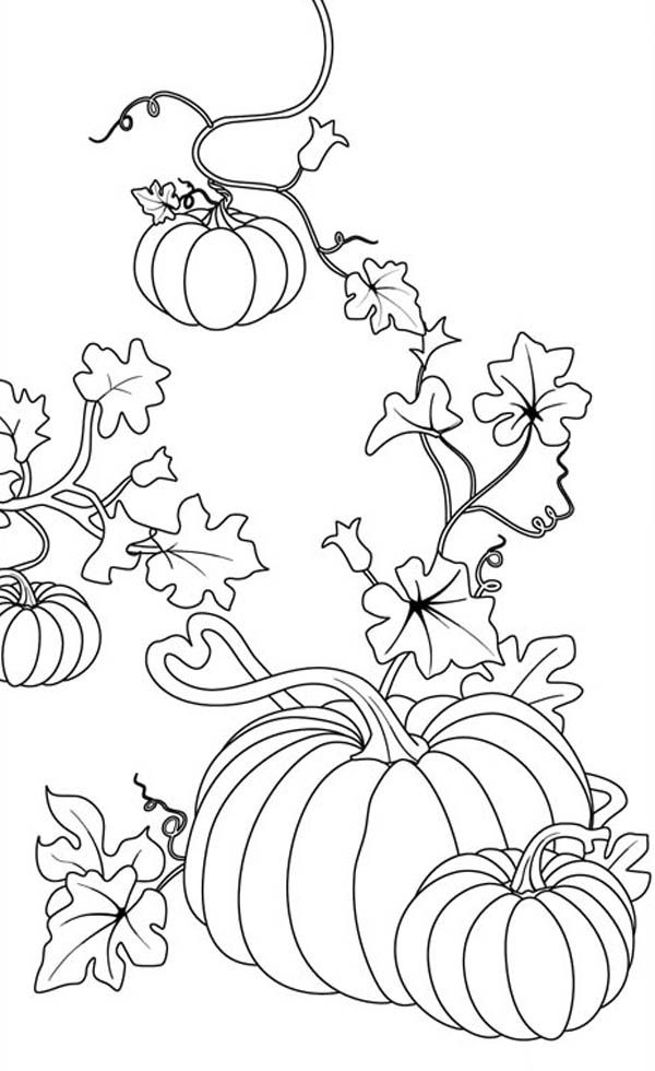 Printable Coloring Pumpkin Coloring Pages Pdf