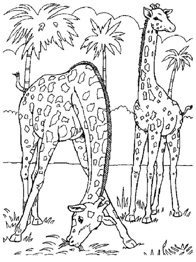Wild Animal Animal Coloring Pages For Kids