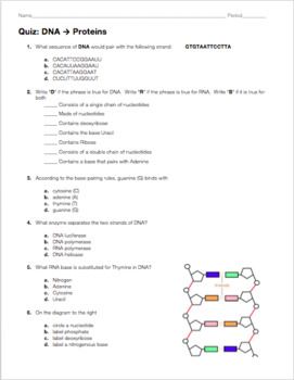 Key Dna Replication Practice Worksheet Answers