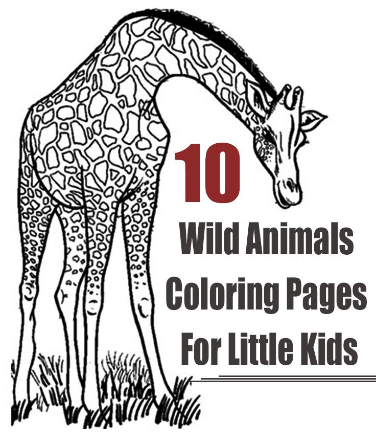 Wild Animals Colouring For Kids