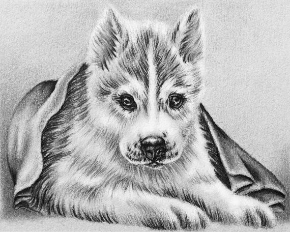 Husky Cute Dog Coloring Pages