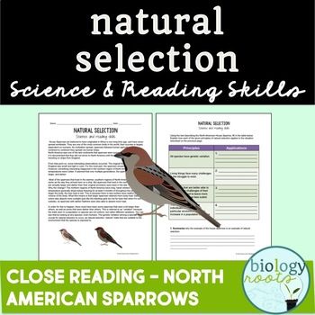 Sepup Natural Selection Worksheet Answers