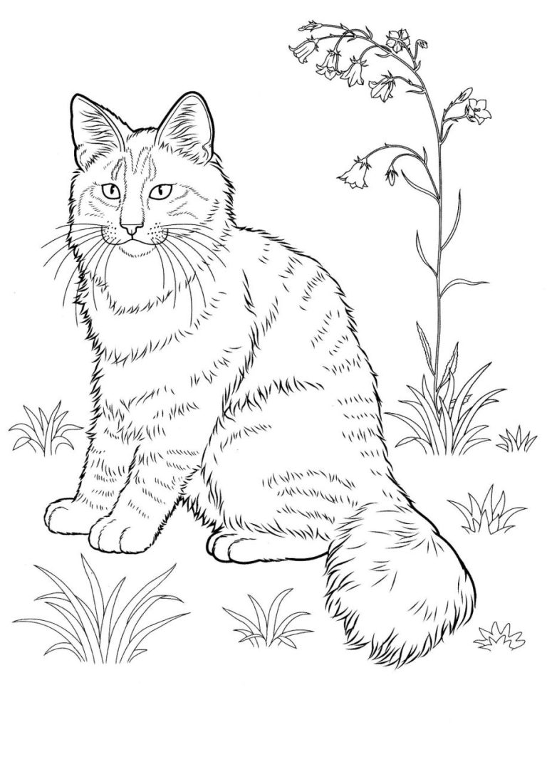 Printable Cat Coloring Pages Realistic