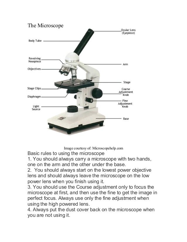 Laboratory 3 Worksheet Microscope Answer Key