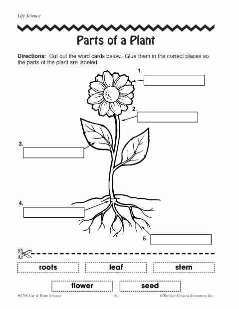 Kindergarten Plant Life Cycle Worksheet Pdf