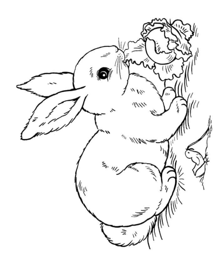 Realistic Difficult Bunny Coloring Pages