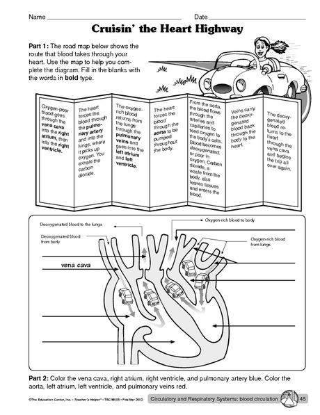 5th Grade Grade 5 Science Worksheets Human Body