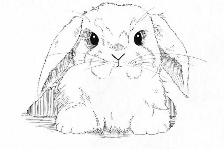 Cute Realistic Bunny Coloring Pages