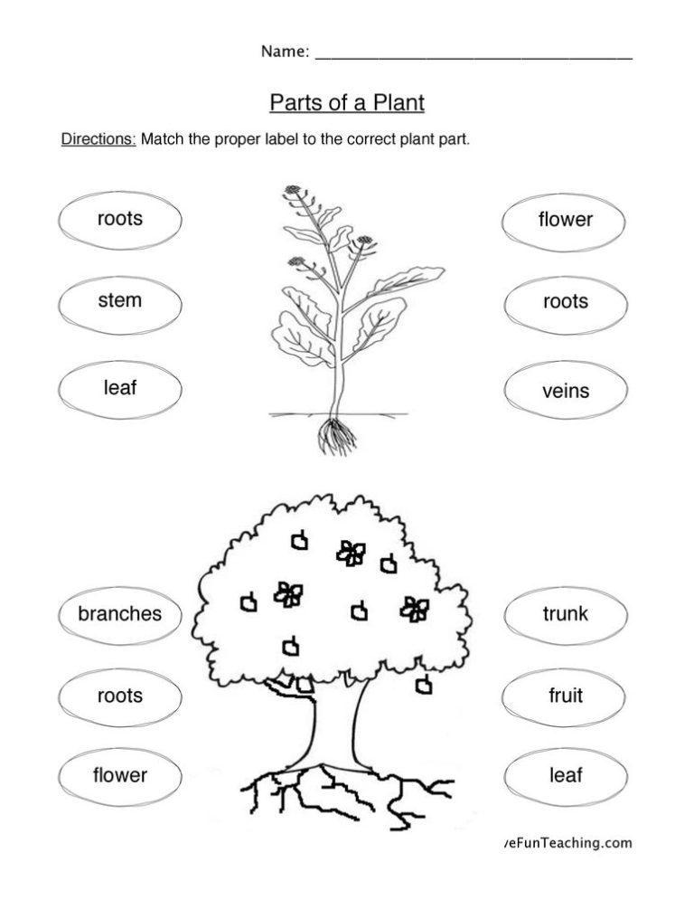 Plant Life Cycle Worksheet 5th Grade Pdf