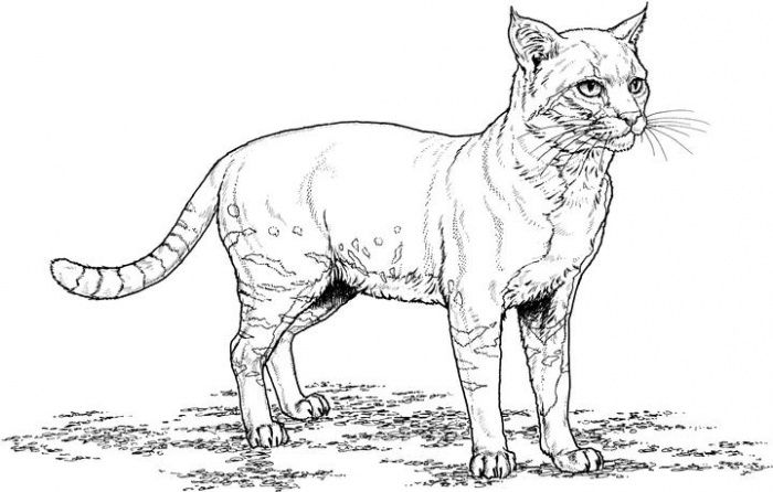 Realistic Easy Kitten Coloring Pages
