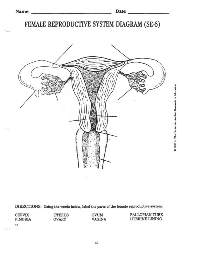 Male And Female Reproductive System Worksheet Pdf
