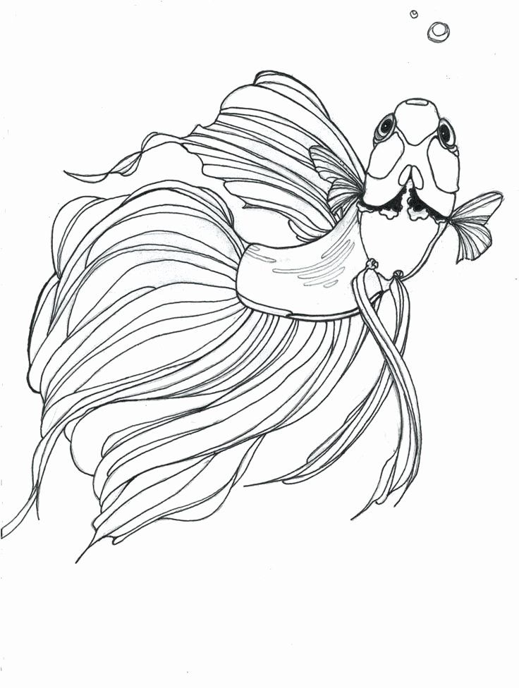 Realistic Betta Fish Coloring Pages