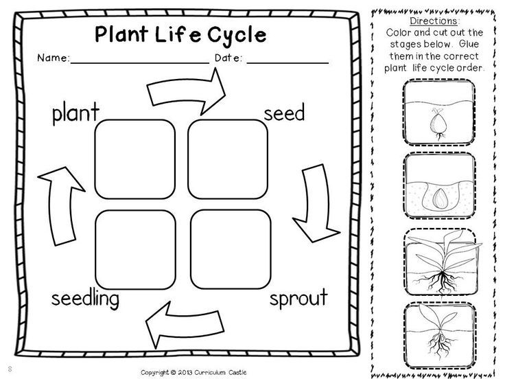 Preschool Kindergarten Plant Life Cycle Worksheet