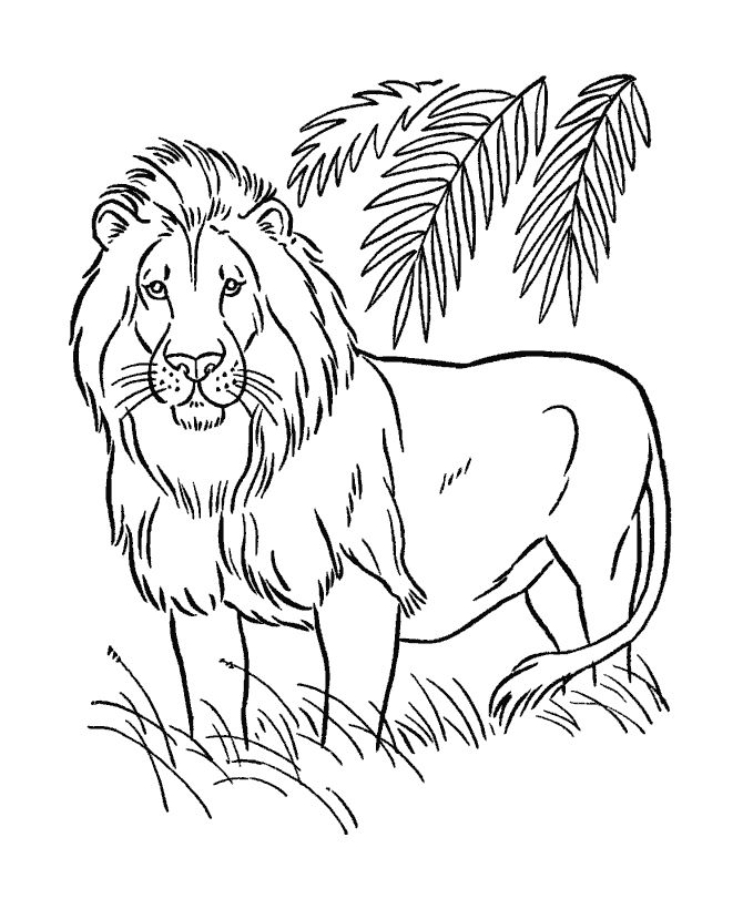 Lion Coloring Pages For Kids Animals