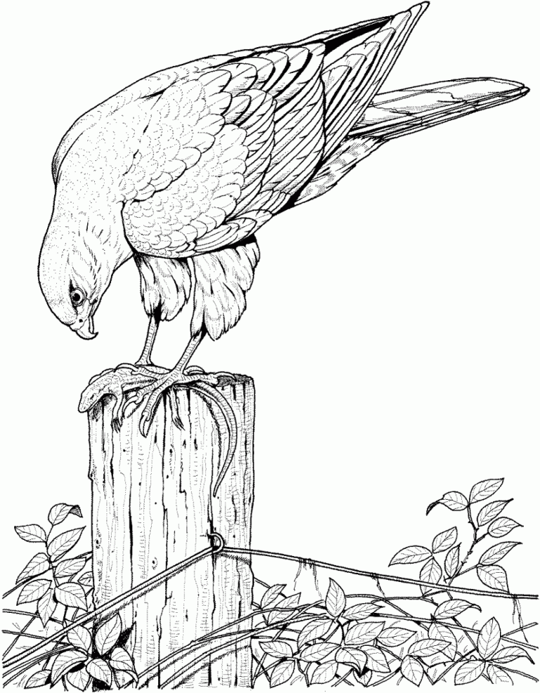 Hard Printable Bird Coloring Pages