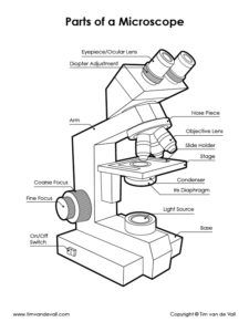 Microscope Basics Worksheet Answer Key