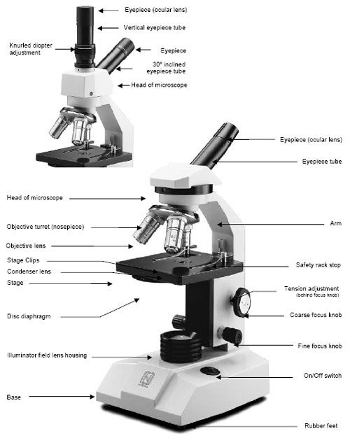 Microscope Parts Worksheet Answer Key