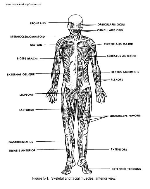 Muscular System Labeling Worksheet Pdf
